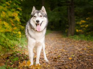 Siberian husky stands on leaf-covered path amidst autumn forest. Vibrant yellow and green foliage surrounds. Bright lighting highlights dogs coat, creating serene, natural setting