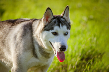 Obraz premium Siberian husky stands in lush green field, tongue out, under bright sunlight. Background shows soft focus greenery. Captured from side angle highlighting intense eyes and distinct markings