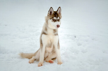 Young husky sits calmly on snow-covered landscape. Soft lighting highlights its fluffy coat and striking eyes. Serene environment emphasizes pups gentle demeanor
