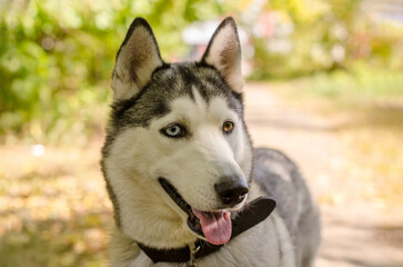 Close-up of husky with striking blue eyes in park. Soft sunlight highlights fluffy coat. Background shows blurred autumn foliage, creating warm, inviting scene
