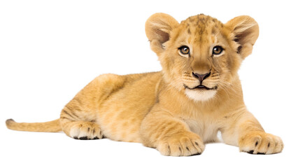 Obraz premium Lion Cub. 