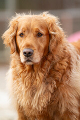 Obraz premium Happy golden retriever, smiling.