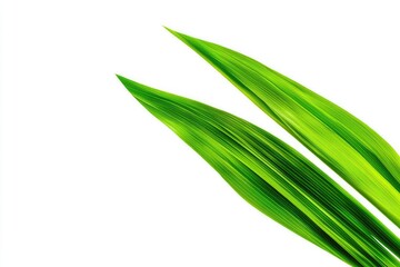 Obraz premium pandan green leaf isolated on white