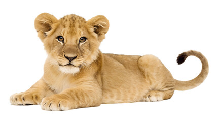 Obraz premium Lion Cub. 
