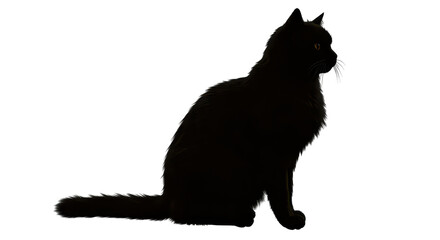 Isolated Black Cat