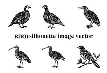  Graceful Wings in the Shadows: A Stunning Bird Silhouette,Silent Flight: The Beauty of a Bird in Silhouette Form