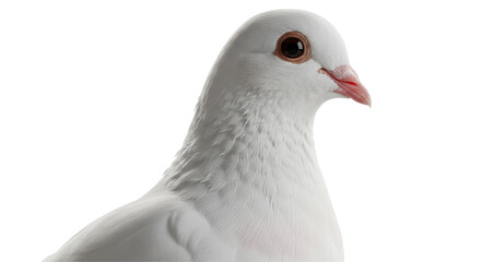 Isolated White Pigeon Head