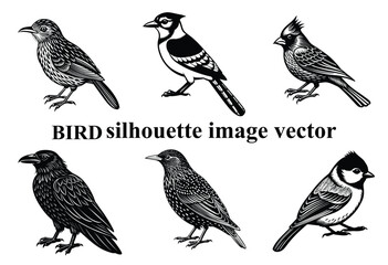  Graceful Wings in the Shadows: A Stunning Bird Silhouette,Silent Flight: The Beauty of a Bird in Silhouette Form