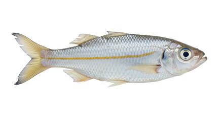 Isolated Small Silver Fish