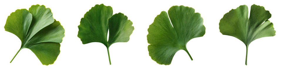 Ginkgo leaves in a natural setting showcasing their distinct fan shaped structure and vibrant green hue representing the beauty and diversity of plant life  category Plants and Flowers