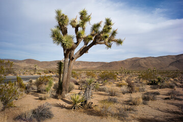 Parc de Joshua Tree