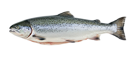 Isolated Salmon