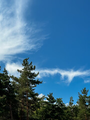 Obraz premium Majestic Evergreen Trees Against a Clear Blue Sky