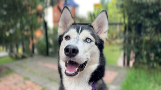 Adorable husky on the park