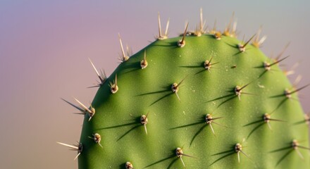 Close-up of Prickly Pear Cactus Pad Showing Thorns and Green Texture