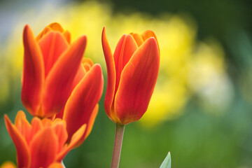 Frühe Tulpen in der Wiese