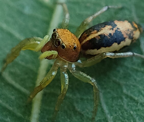 close up of a spider