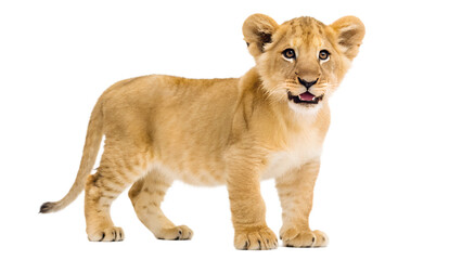 Obraz premium Lion Cub. 
