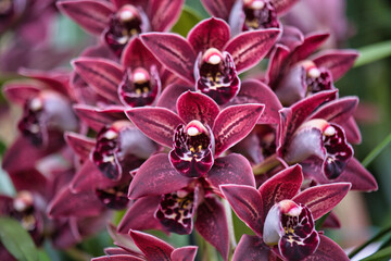 Orchideen, Cymbidium