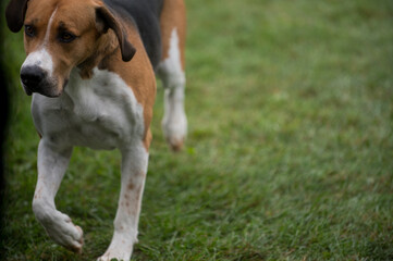 English Foxhound exhibiting at a dog show in New York