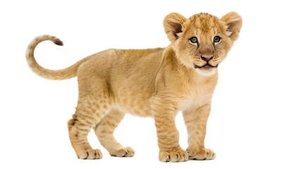 Obraz premium Lion Cub. 