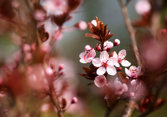 Różowe kwiaty Wiśni japońskiej.  © mycatherina
