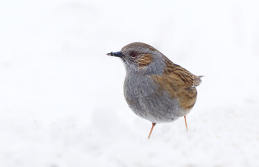 Dunnock (Prunella modularis) standing in snow looking for food in early spring.	
