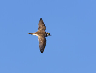 Little ringed plover (Charadrius dubius) flying in the sky doing a display flight in spring.	
