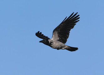 Hooded crow (Corvus cornix) flying in the blue sky in spring.	
