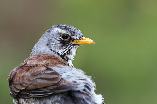 Fieldfare (Turdus pilaris) closeup in spring.	
