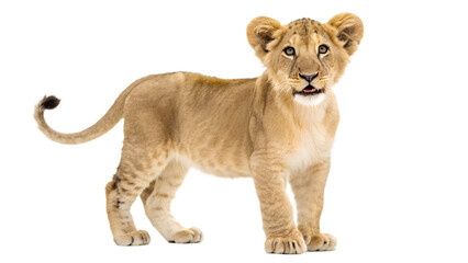 Obraz premium Lion Cub. 