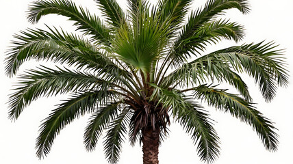 Vibrant Green Palm Tree with Wide-Spreading Fronds and Tall Trunk on White Background – High-Quality Stock Image