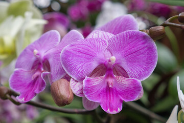 Orchideen