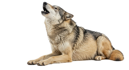 Isolated Howling Wolf Laying Down