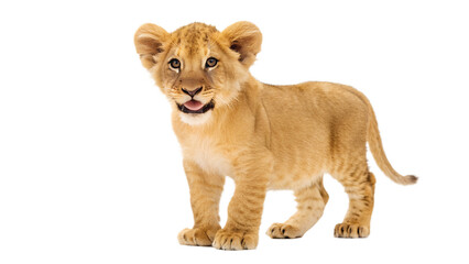 Obraz premium Lion Cub. 