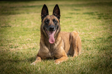 Smiling Belgian Malinois lying on grass in a park, tongue out