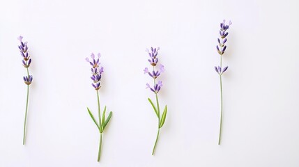 Obraz premium Serene lavender sprigs arranged against a soft white background, a minimalist botanical study evoking calmness and tranquility.