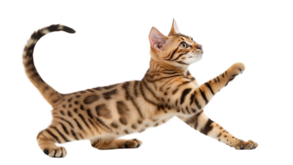 Playful Bengal Kitten