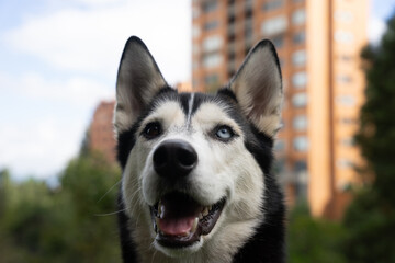 Adorable husky in the city