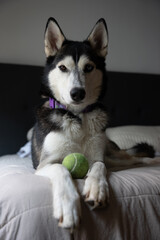 Adorable husky playing with tennis ball