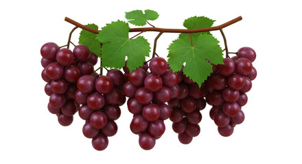 Isolated Red Grapes