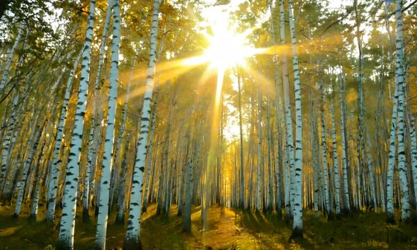Sunrise or sunset in a spring birch forest with rays of sun shining