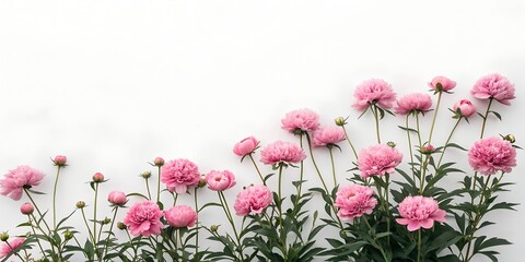 Obraz premium background of pink peony located at the bottom of the picture isolated on white background