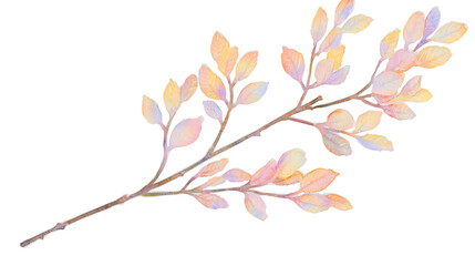 Fototapeta premium A branch of a tree with leaves in different colors