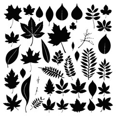 A black and white vector silhouette of a collection of autumn leaves, including maple, oak, and birch, on a white background
