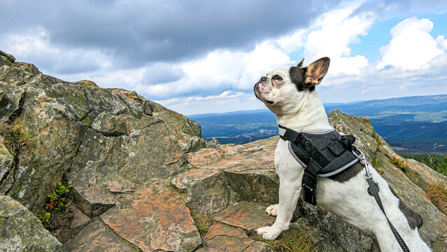 Ruby, poen at the wolfswarte