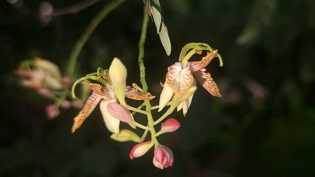 Tamarind flower