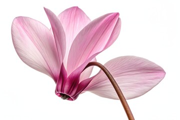 Fototapeta premium Macro pink lily petals bloom in spring's floral beauty