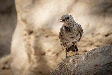 Black-eared Wheatear Perched on Rock – Desert Wildlife in Natural Light