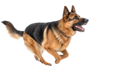 German Shepherd Running